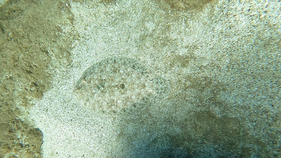 A close-up underwater image showing a small, round sea creature resembling a sand dollar or a sea urchin with a patterned, textured surface, nestled among fine sand and marine debris on the ocean floo