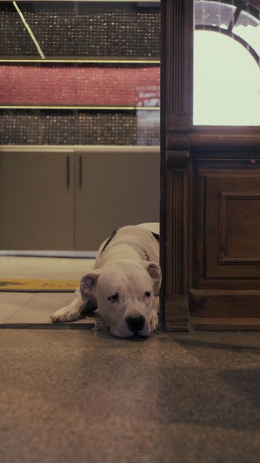 A white dog with a muscular build and a gentle expression is lying on the floor with its head resting on the ground, partially hidden behind a wooden doorframe in a cozy indoor setting. The background