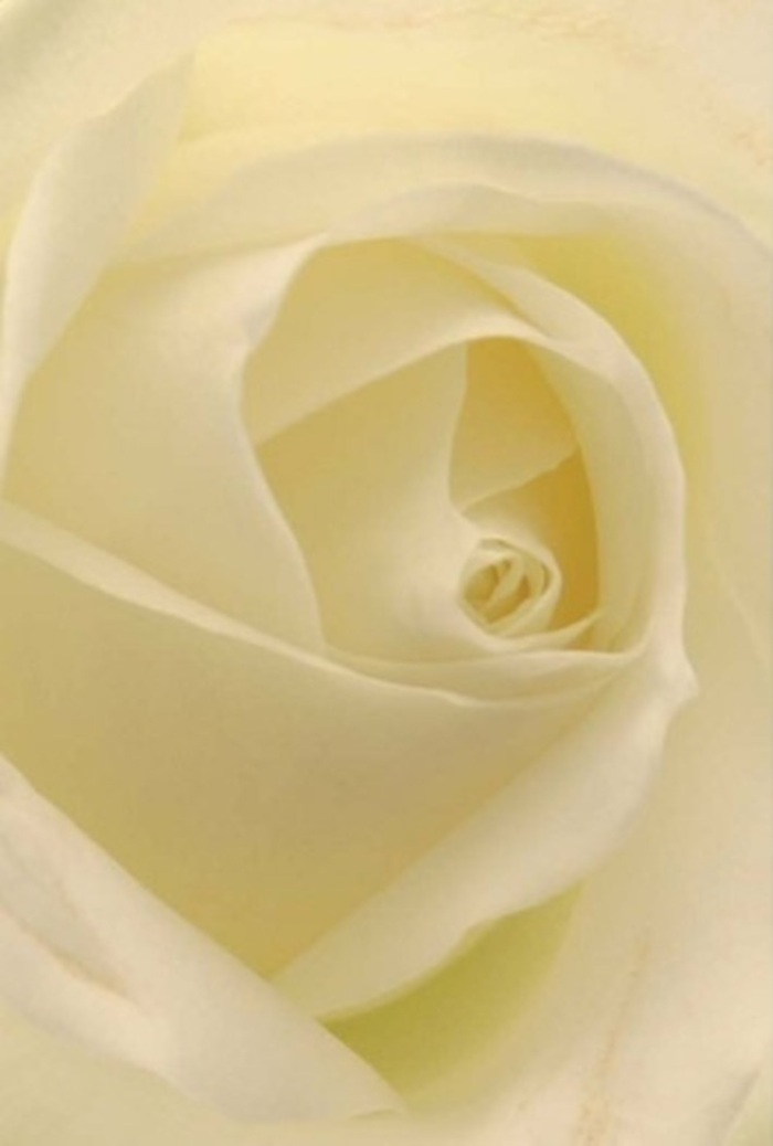 Gazing close at this classic rose, every aspect speaks of quiet refinement and the layered beauty found across Enfield Wash. Ivory and buttery cream petals are densely layered, their spiral heart gleaming softly as if lit from within-reminiscent of sunlight filtering through the leafy canopies in Albany Park. The interplay of light and shadow adds an air of gentle sophistication, with matte yet creamy textures inviting touch, and outer petals nearly translucent at their delicate, curling edges. As a florist practicing in Enfield Wash, I see this as the ultimate flower for intimate expressions-a gesture of love, the refinement at a wedding table, or the comfort accompanying a sincere apology. The rose's structure suggests unwavering grace and subtle power, while gentle, fresh fragrances bring a sense of peace into any gathering space. This floral artistry, shaped by careful hands and a deep connection to the Wash's lively spirit, makes every bouquet uniquely meaningful for our local community.